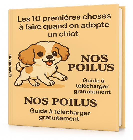 conseils sur l'adoption d'un chien