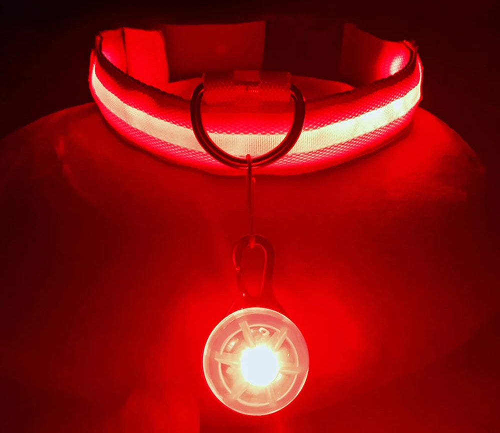 Collier Lumineux Détachable – Sécurité Nocturne Animaux - Nos Poilus