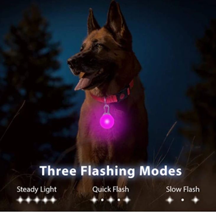 Collier Lumineux Détachable – Sécurité Nocturne Animaux - Nos Poilus