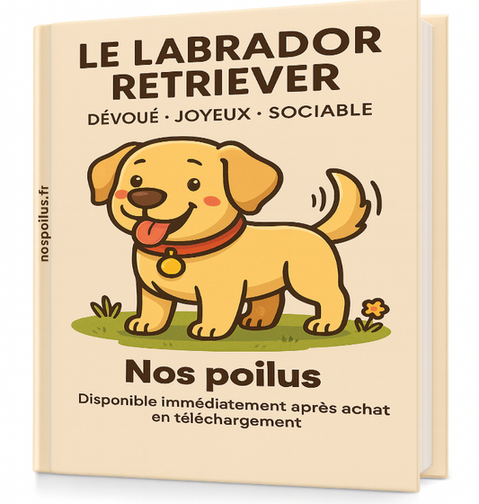 decouvrez le chien Labrador retiever dans la collection nos poilus