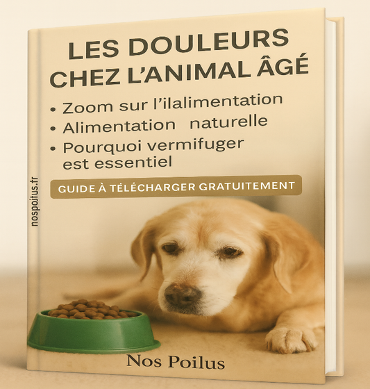 Comment atténuer les douleurs chez le chien âgé ?