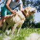 Brosse Autonettoyante pour Chien et Chat | Élimine Poils Morts et Sous-Poils en 1 Clic