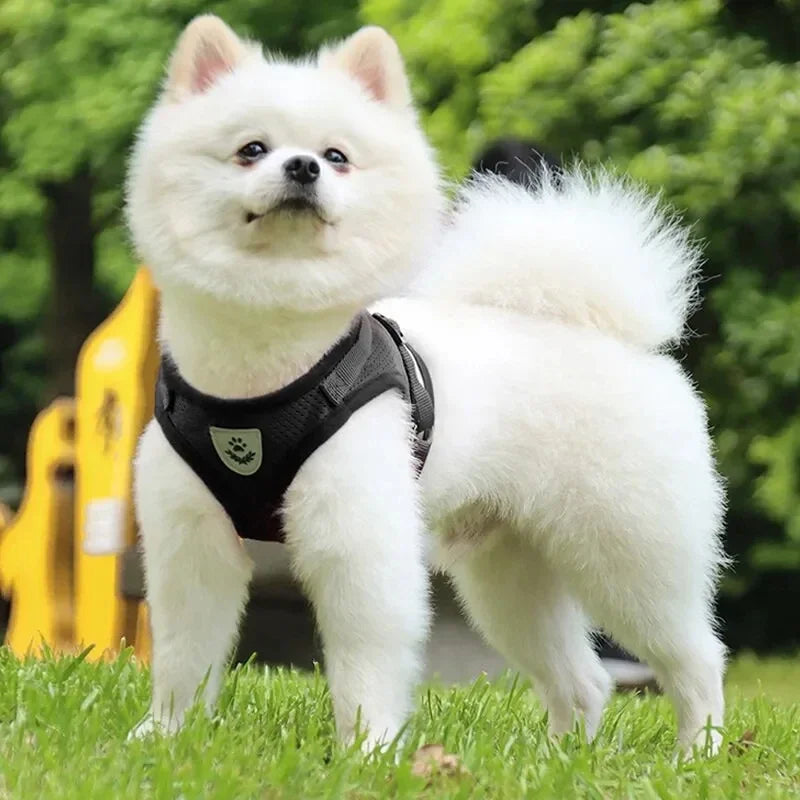 Harnais Confortable pour Chiens de Petite Taille - Nos Poilus