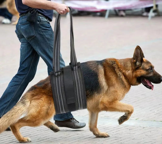 Soutien de pattes  arrière pour chien handicapé