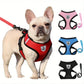 Harnais Confortable pour Chiens de Petite Taille - Nos Poilus