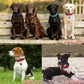 Collier de chien rembourré en cuir souple confortable