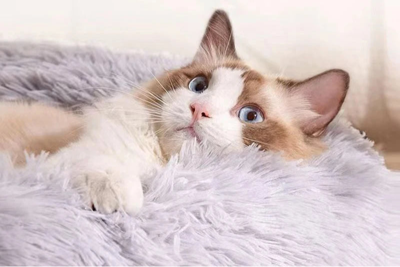 cocon apaisant avec rebord surélevé, couchage chaud d’hiver pour chats