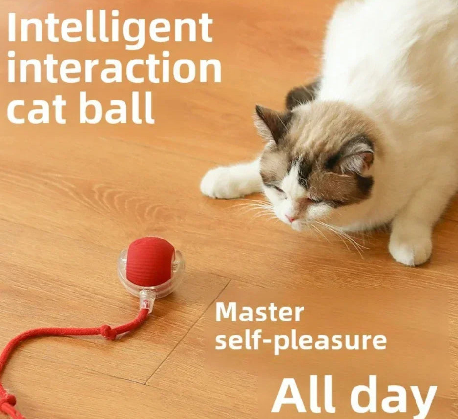 Balle Ludique Intelligente – Chiot et Chaton - Nos Poilus