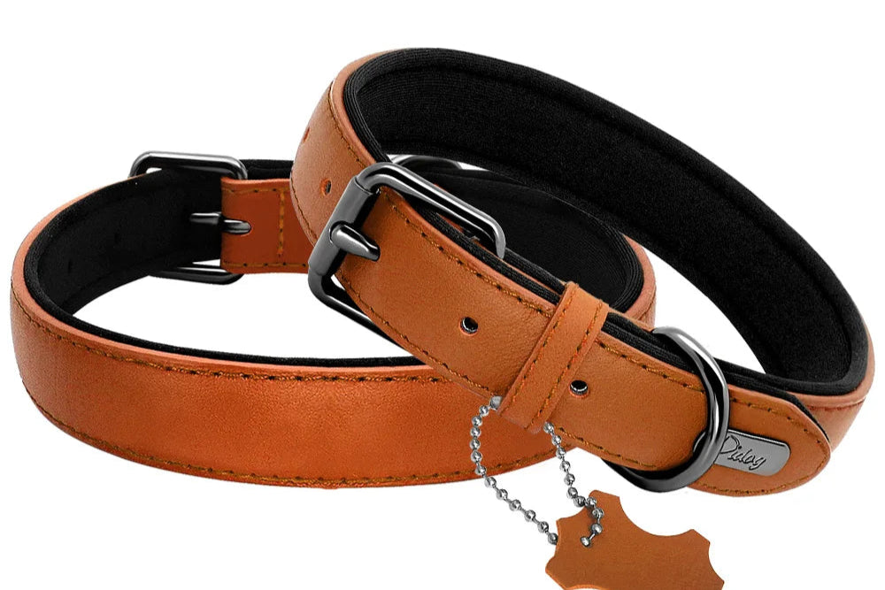 Collier de chien rembourré en cuir souple confortable