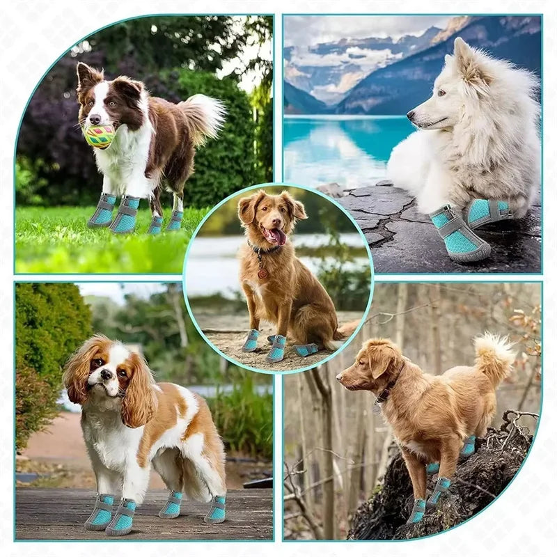 Chaussures Respirantes pour Chiens – Protection Anti-Glisse - Nos Poilus