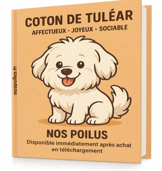  le chien Coton de Tuléar.